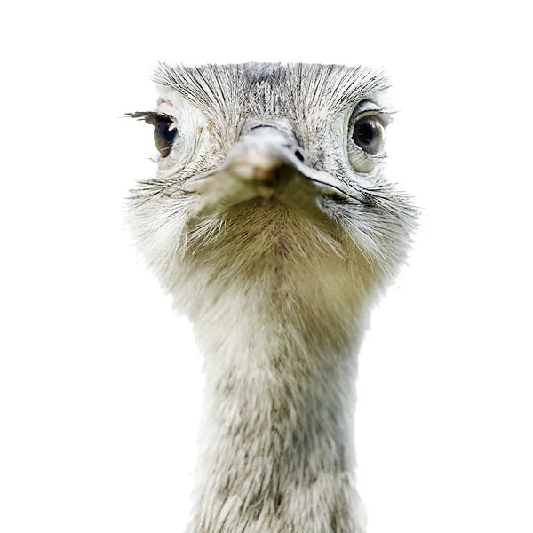 zdjęcie na białym tle - struś